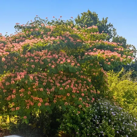 بيت للعطل Maison De Charme A Puycelsi Avec Jardin Et Barbecue Puycelci