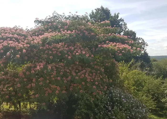 Maison De Charme à Puycelsi Avec Jardin Et Barbecue